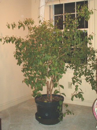Tepin_112003a.jpg