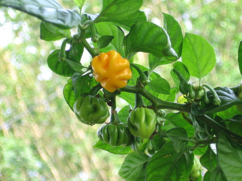 peppers_goldenhab_052305_a.jpg