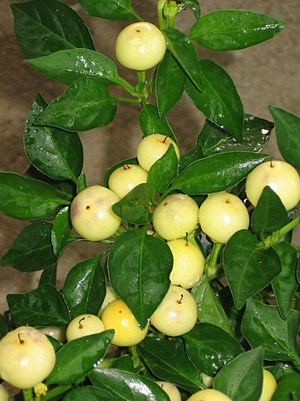 peppers_marbles_062205_b.jpg