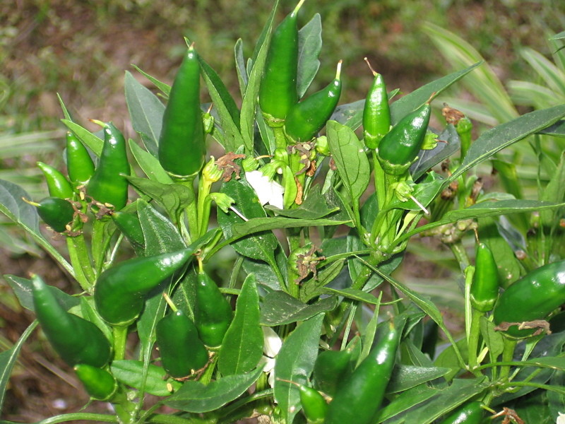 peppers_mirasol_052105_b.jpg