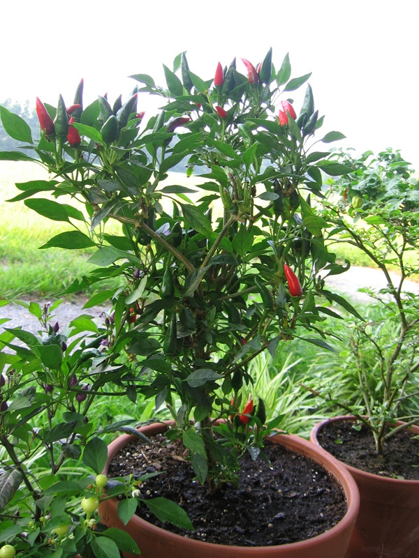 peppers_mirasol_062205_a.jpg
