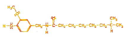 The Nordihydrocapsaicin Molecule