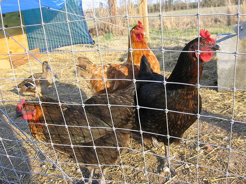 birds_030505_a.jpg