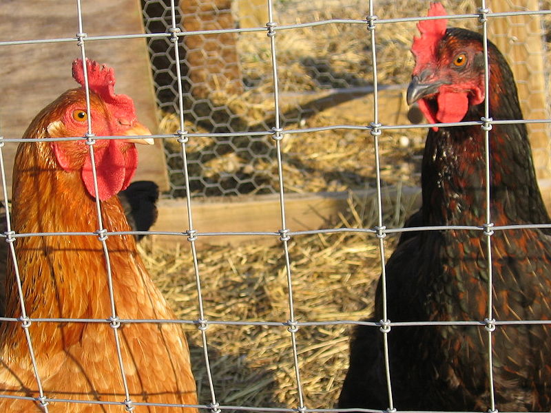 birds_030505_b.jpg