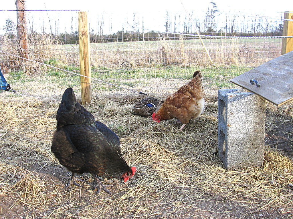 birds_030505_c.jpg