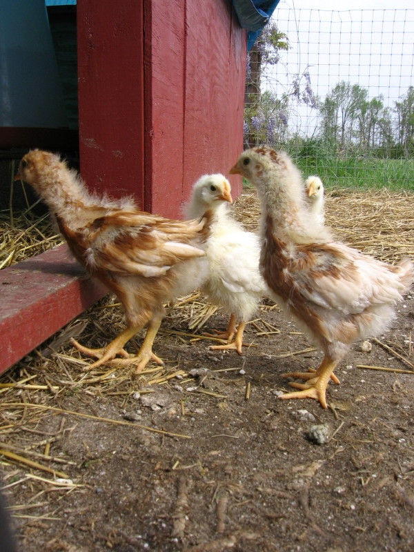 birds_041705_a.jpg