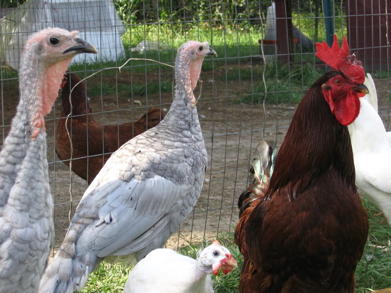 birds_082706_a.jpg