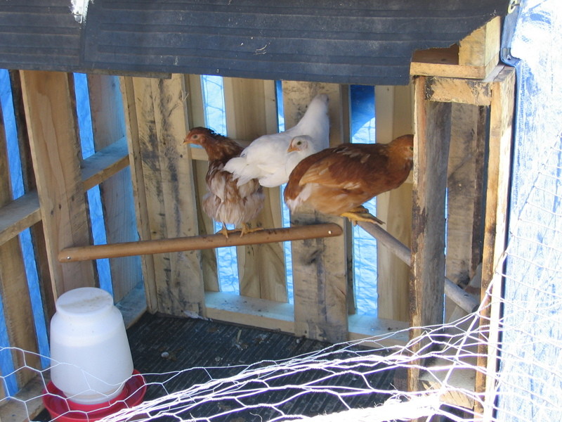 birds_shelter_050805_a.jpg