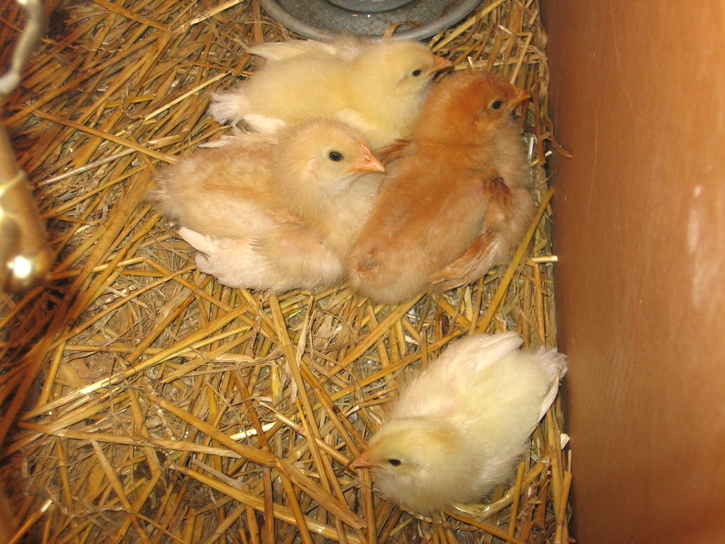 chicks_040605_a.jpg
