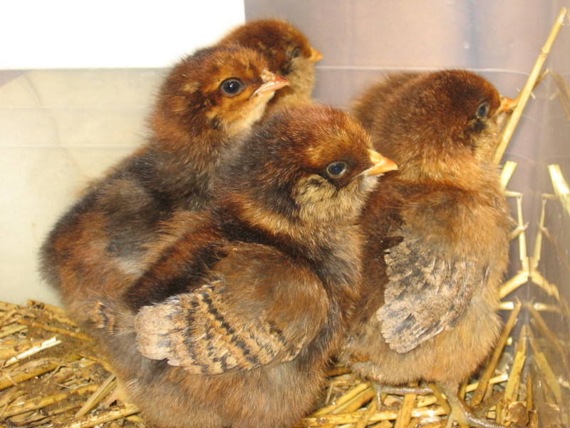 chicks_041805_a.jpg