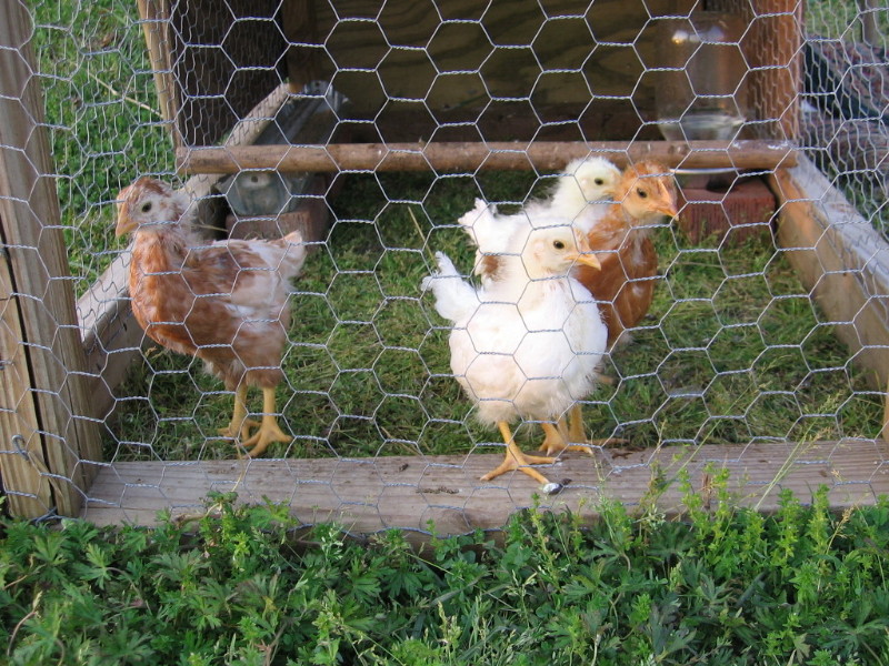 chicks_042005_a.jpg