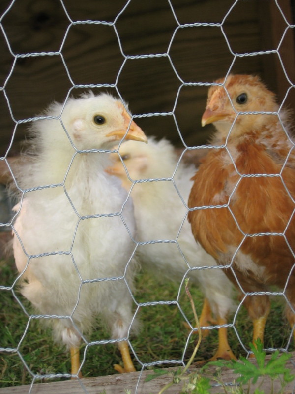 chicks_042005_b.jpg