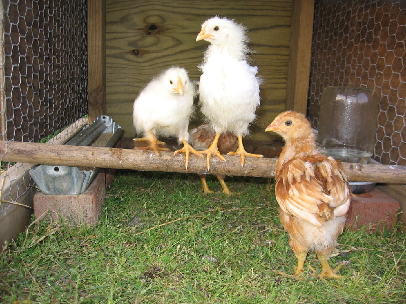 chicks_042005_c.jpg