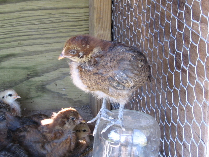 chicks_050805_a.jpg