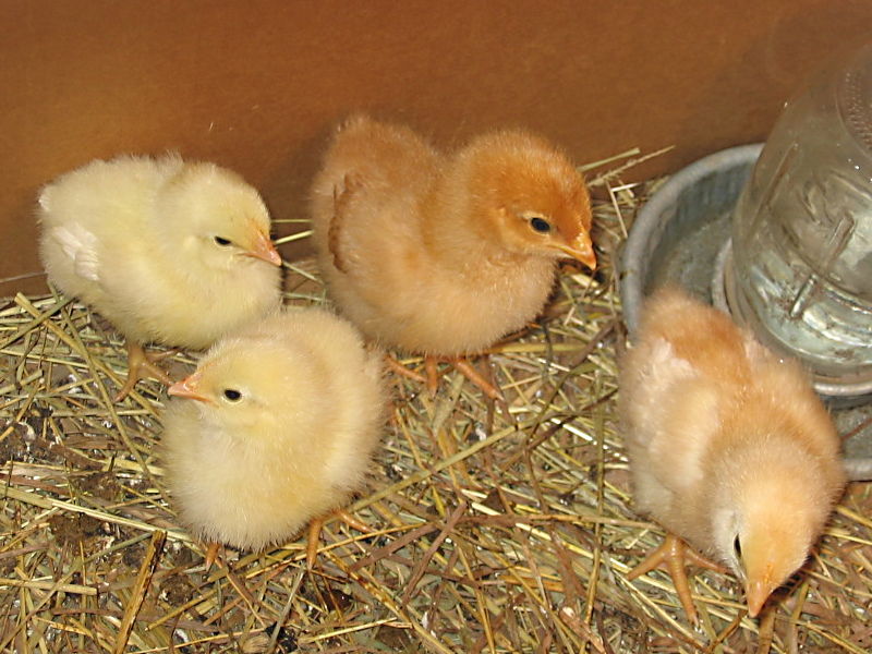 chicks_a_040205.jpg