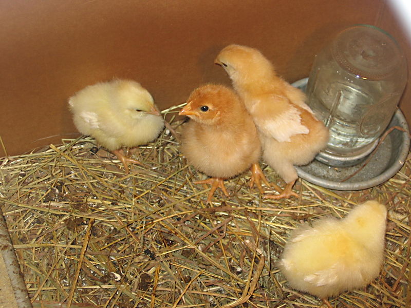 chicks_b_040205.jpg
