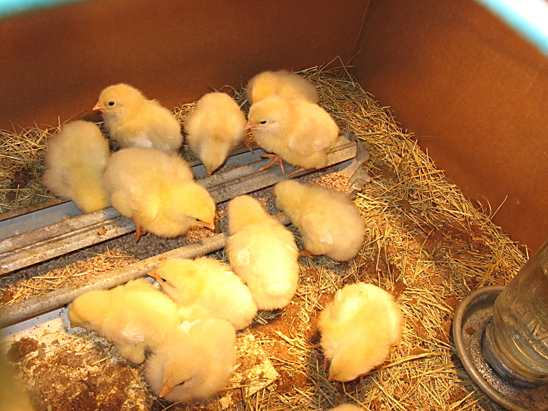 chicks_rocks_012006.jpg