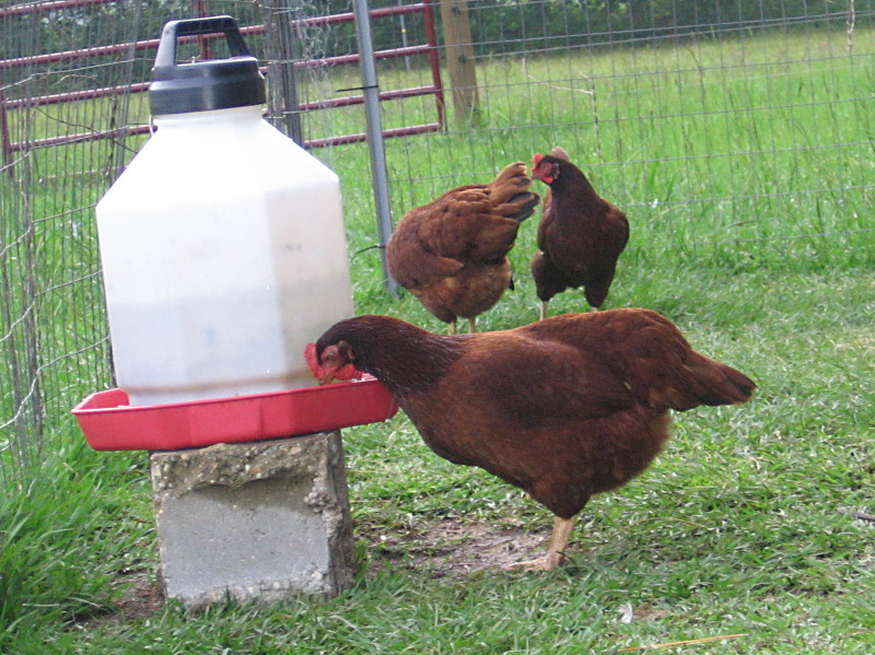 chix_062906_a.jpg