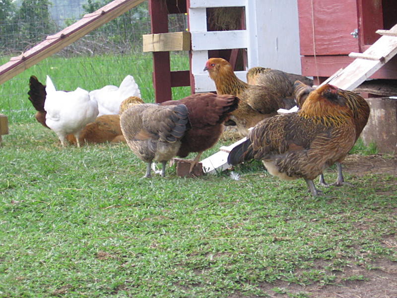 chix_062906_b.jpg