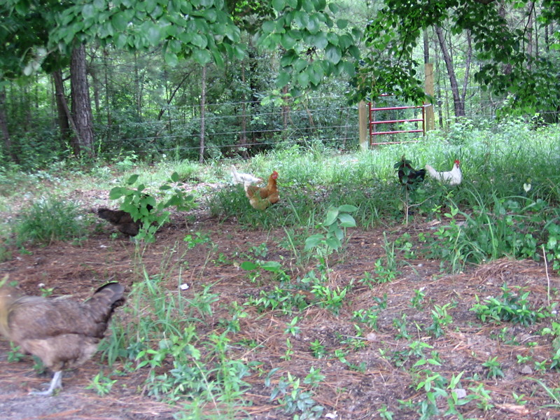 chix_062906_c.jpg