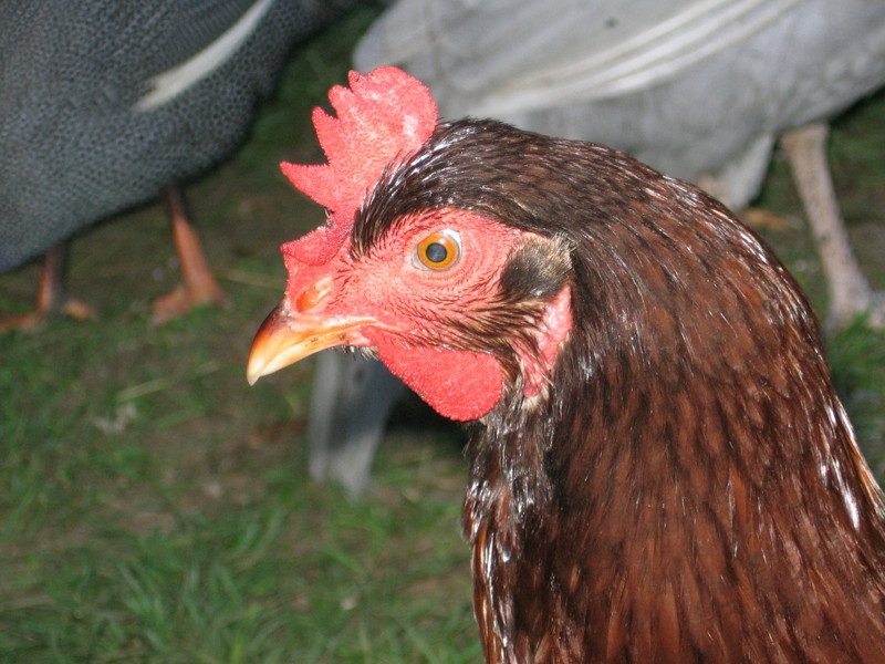 chix_070206_a.jpg