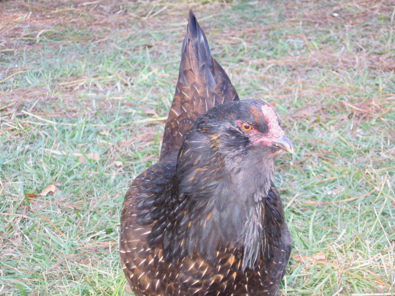 chix_blackie_111905.jpg