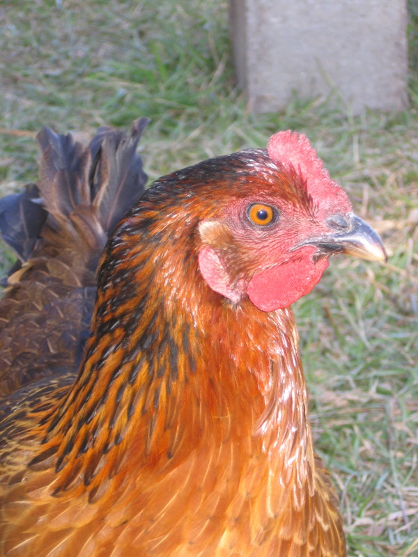 chix_poonanner_111905.jpg