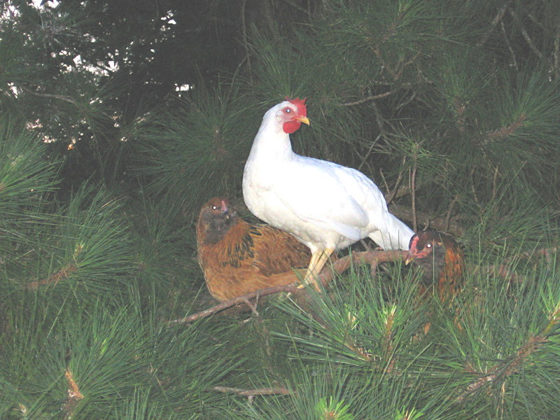chix_trees_062006_a.jpg