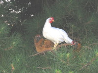 A Leghorn, an Auracana, and a Rhode Island Red roost for the night in a pine tree... how's *that* for free-range?