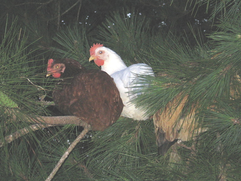 chix_trees_062006_b.jpg