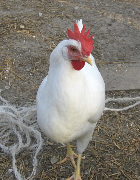 leghorn_090905_a.jpg