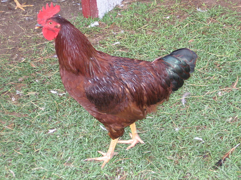 rooster_060806_a.jpg