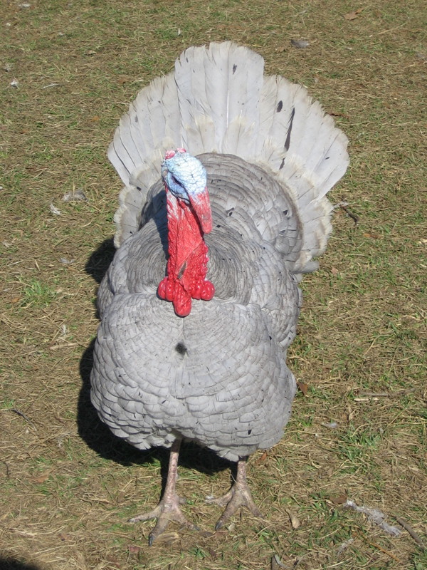 turkey_111906_a.jpg