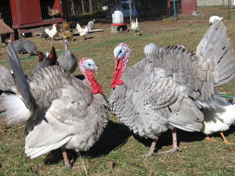 turkey_111906_c.jpg