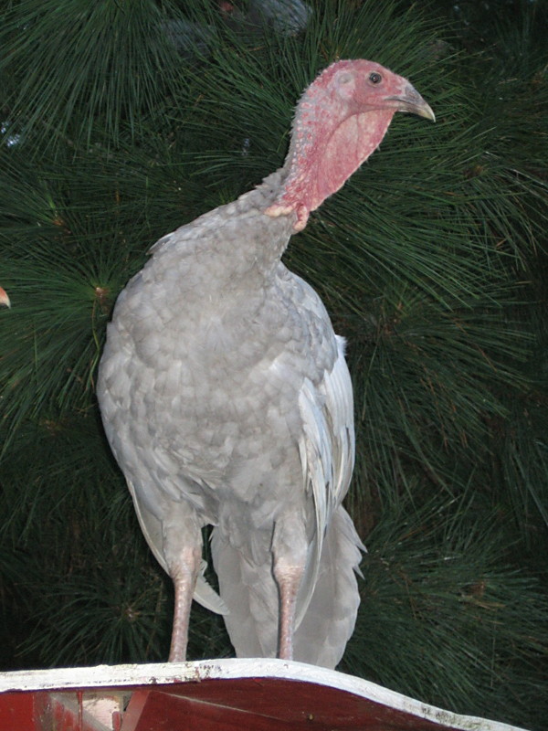 turkeys_082706_d.jpg