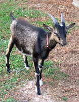 Bacchus, one of Nermal's two sons from her first season, at 4.5 months old.