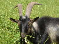 Bacchus, one of Nermal's first kids, chowing down at 16.5 months old.