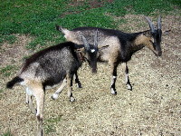 Bacchus (left) and Pan, Nermal's two sons from her first season, at 4.5 months old.
