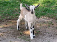 Curry, one of Nermal's sons from her second season.