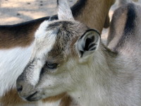 Curry, one of Nermal's sons from her second season.