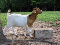 Epona, Lilly's daughter from her second season, at 4 months old.