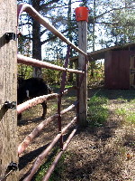 Goat vs. gate, aka <i>What Rincbeen Did</i>.