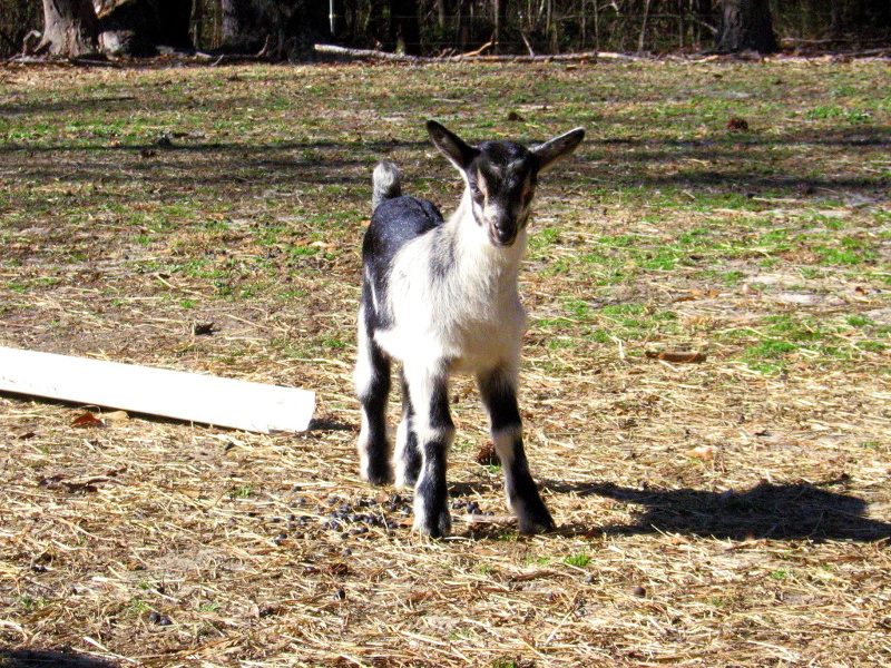 goats_012018_a.jpg