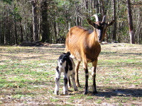 Polly (right) and her daughter Georgia (from her second season) at 9 days old.