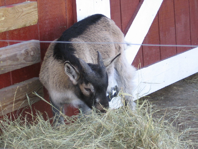 goats_022011_a.jpg