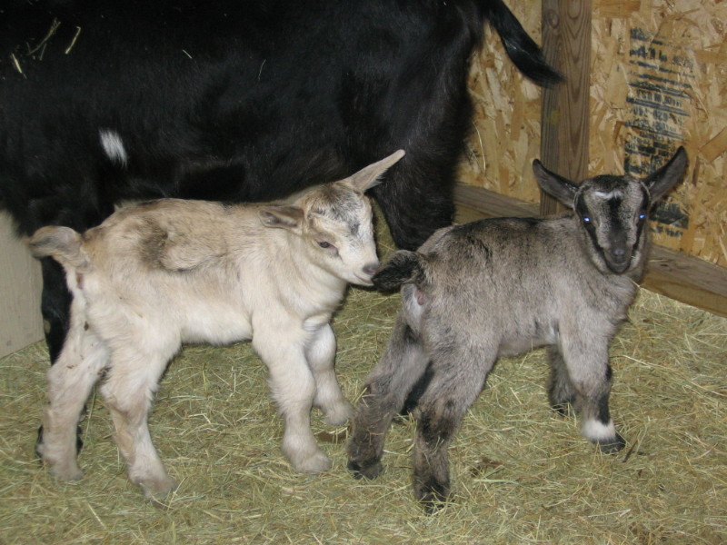 goats_022011_b.jpg