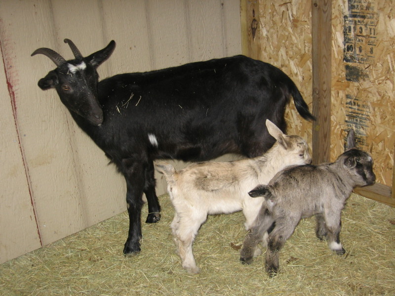 goats_022011_c.jpg