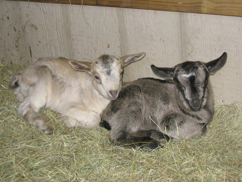 goats_022011_d.jpg