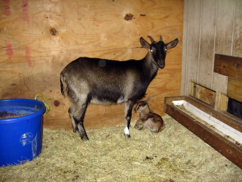 goats_022212_a.jpg