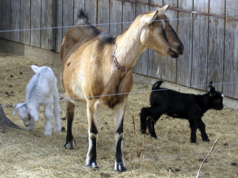 goats_022710_a.jpg